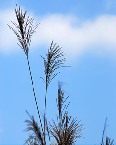 世界上最美好的东西