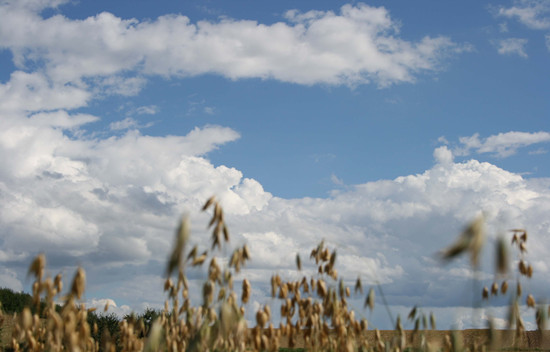 摄图网-生活在德国的国家 (1).jpg