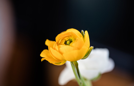 500276700_banner (1).jpg