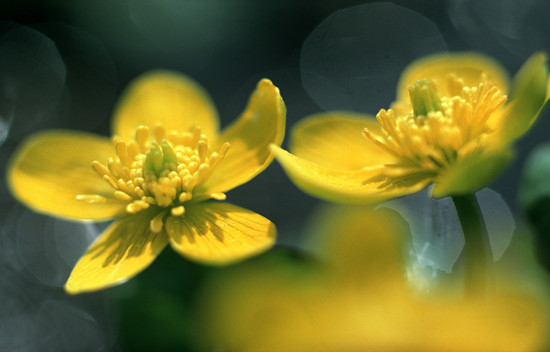 500550162_banner (1).jpg