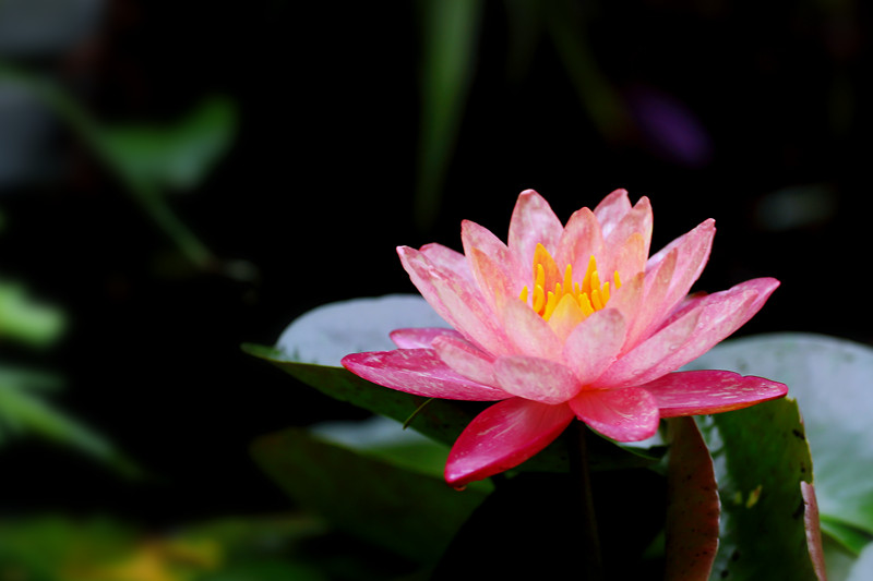 1660378809461252.jpg IMG_5057.JPG