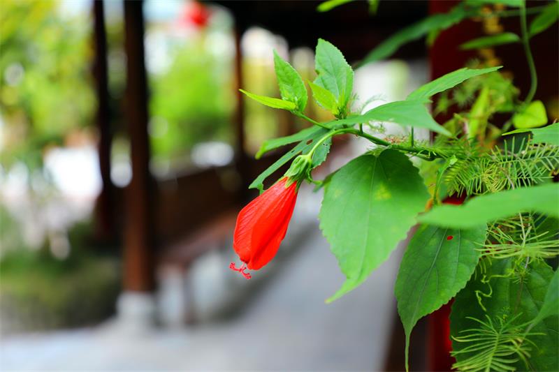 1663827380836072.jpg IMG_1365.JPG